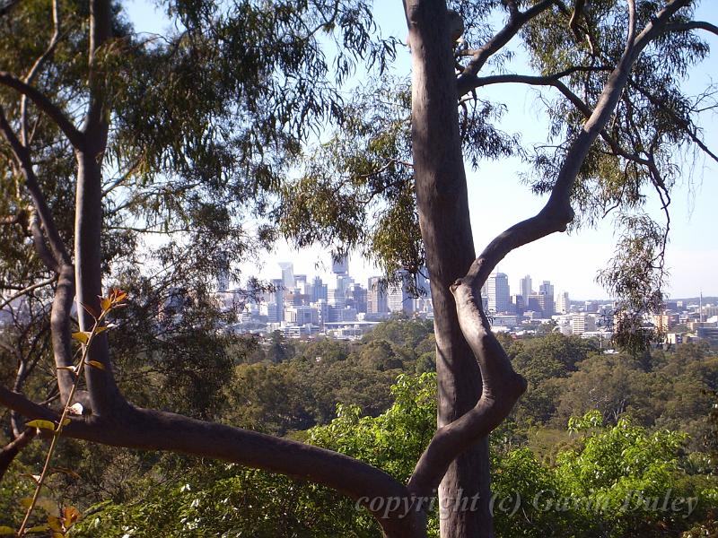 Brisbane from Mt Coot-tha Botanic Gardens IMGP1778.JPG